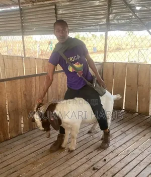 Goat Is for Sale