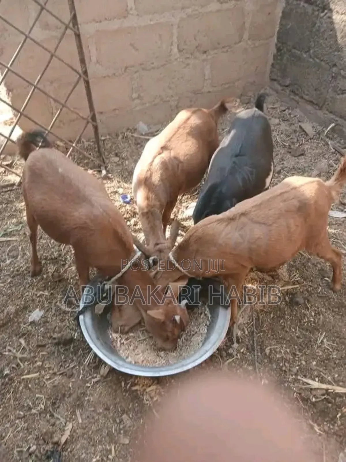 Goat Is for Sale