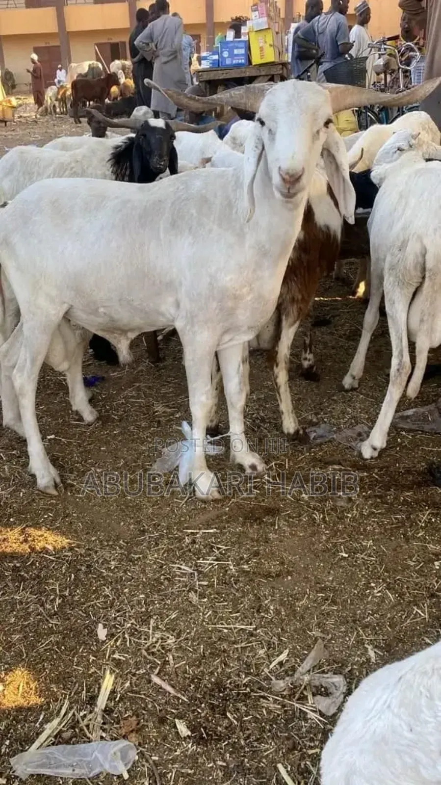 Sheep Is for Sale