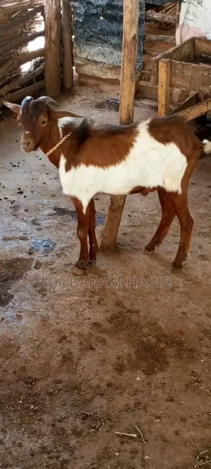 Goat Is for Sale