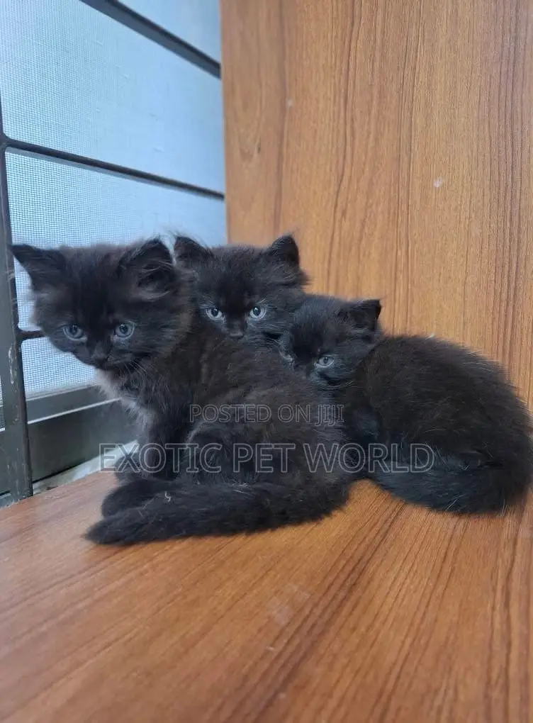 0-1 month Female Purebred Persian