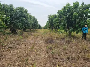 5 Plots of Land for Sale in Shai Hills.Dodowa Egb
