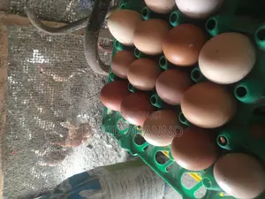 Fertile Eggs