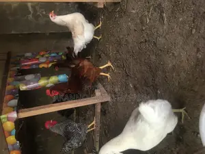Fertile Eggs