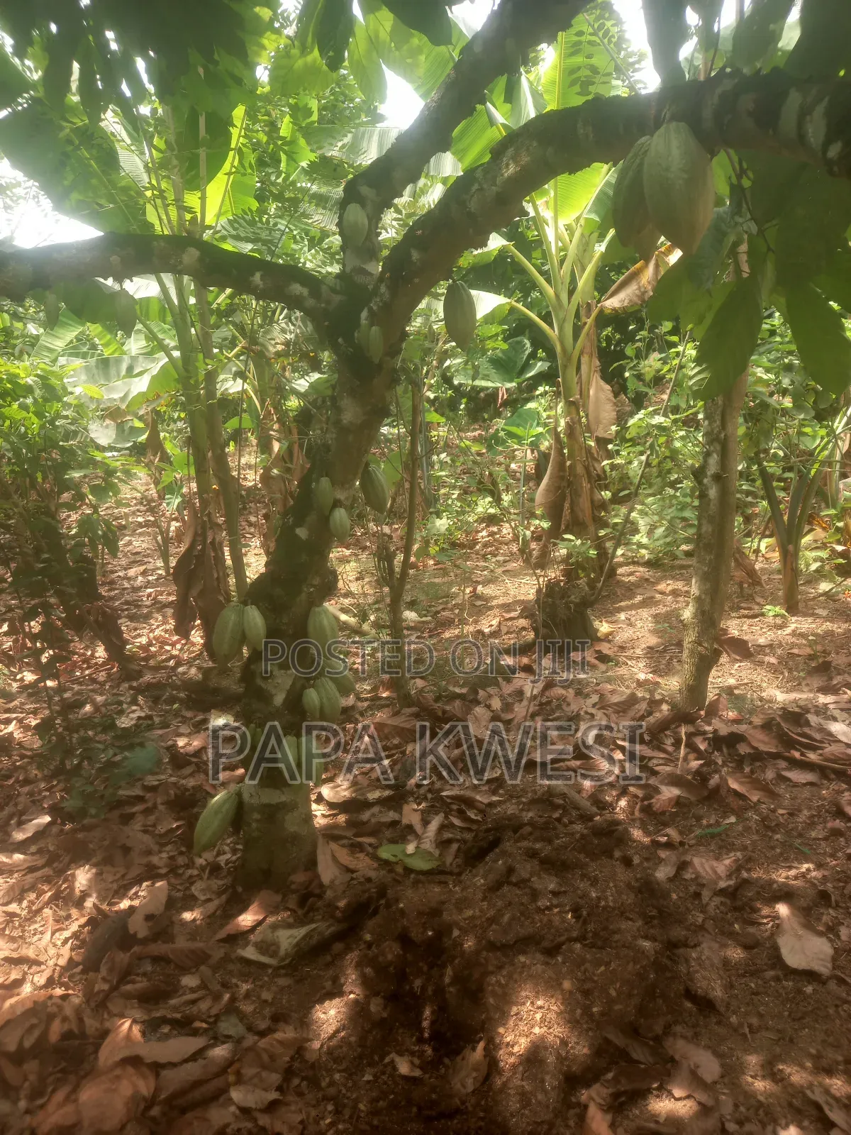 Trinitario Hybrid Cocoa of Criollo and Forastero Seedlings