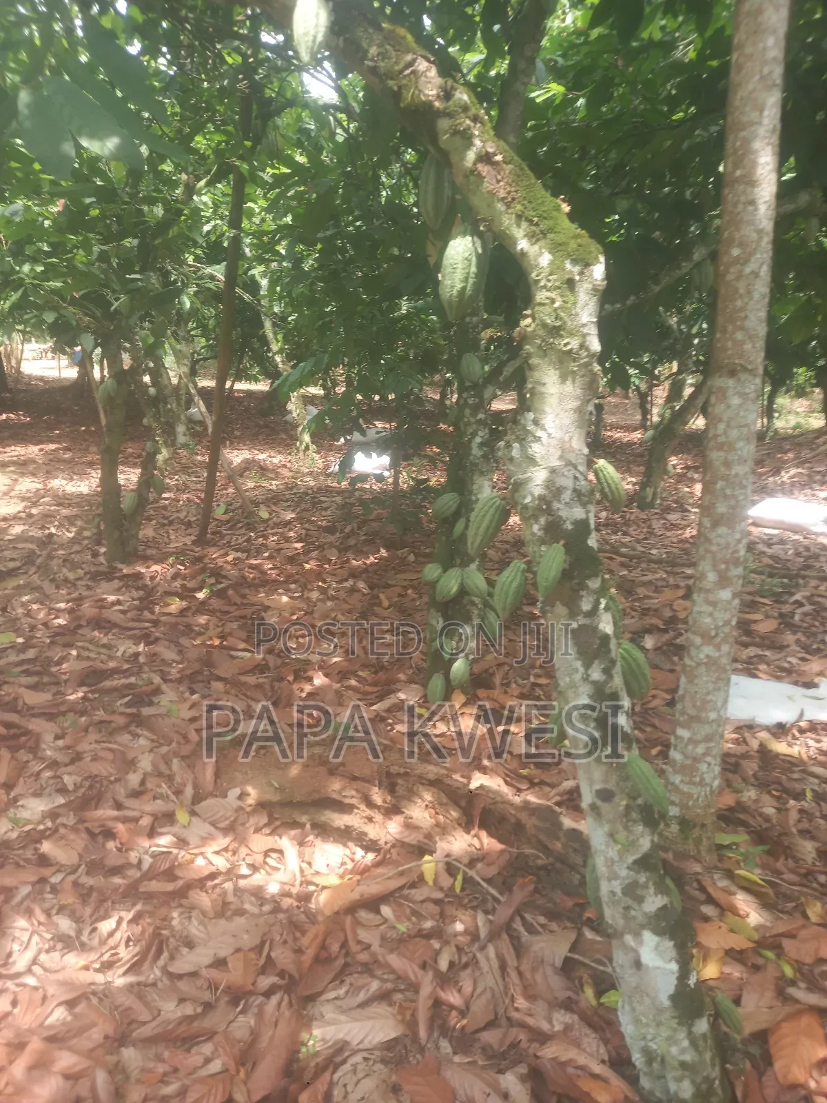 Trinitario Hybrid Cocoa of Criollo and Forastero Seedlings