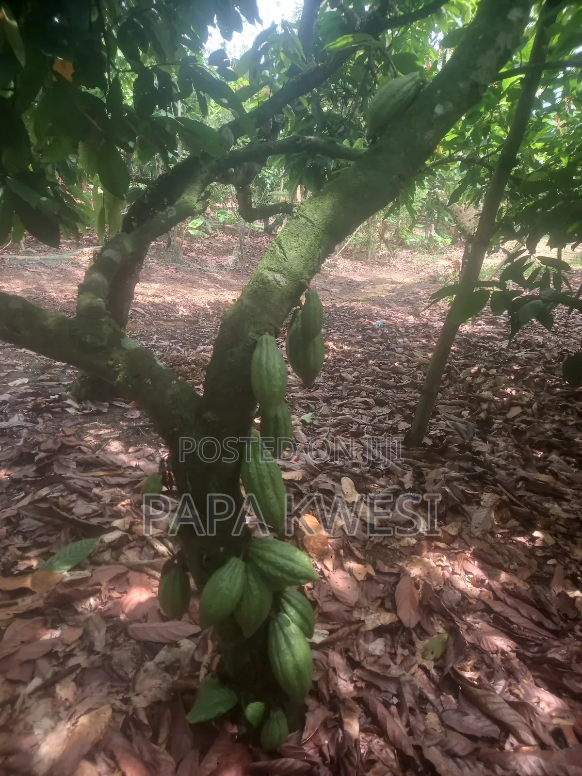 Trinitario Hybrid Cocoa of Criollo and Forastero Seedlings
