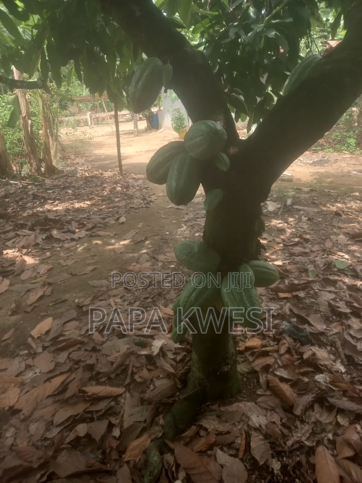 Trinitario Hybrid Cocoa of Criollo and Forastero Seedlings