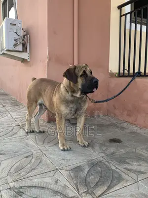 1+ year Male Purebred Boerboel