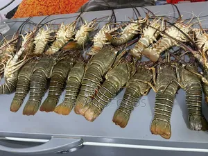 Fresh Lobster in Ghana – Wholesale Retail | Direct From the Sea