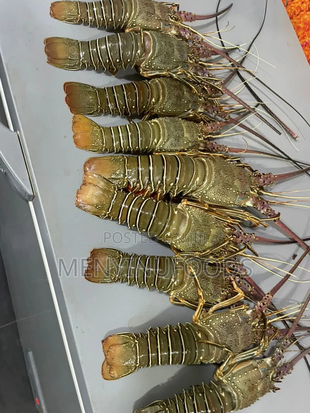 Fresh Lobster in Ghana – Wholesale Retail | Direct From the Sea