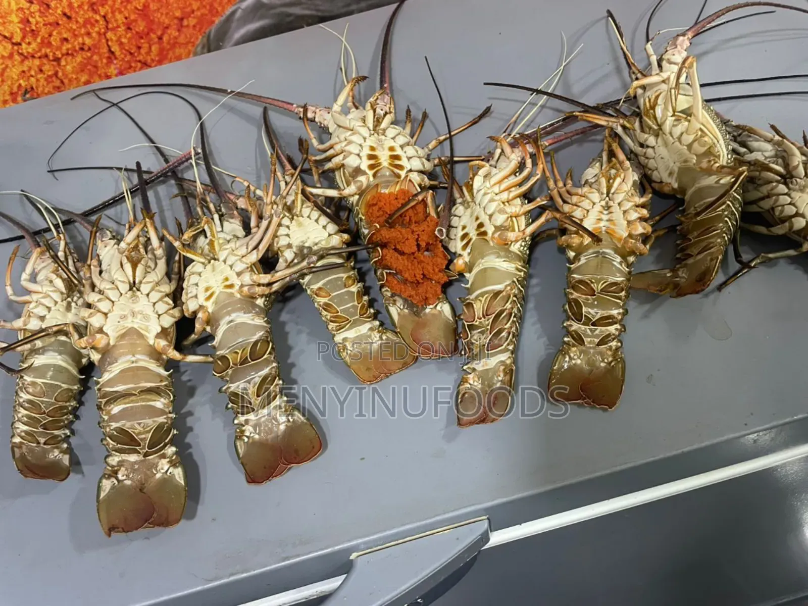 Fresh Lobster in Ghana – Wholesale Retail | Direct From the Sea