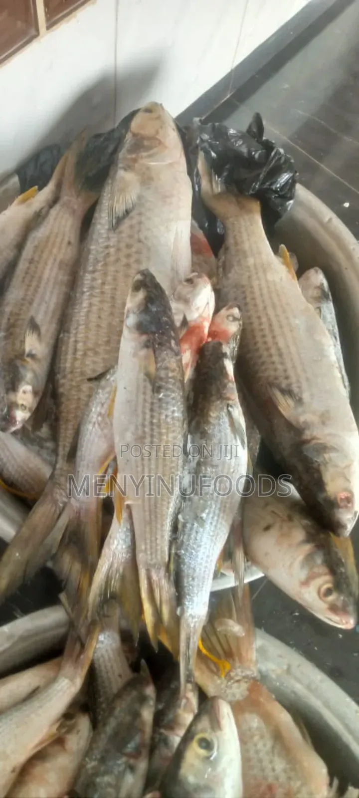 Fresh Mullet Fish in Ghana – Wholesale Retail | Direct From the Sea