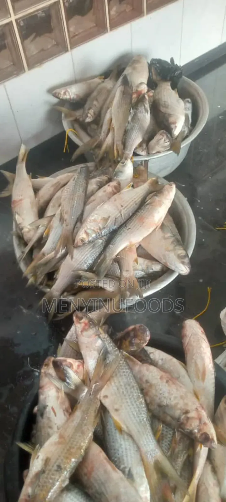 Fresh Mullet Fish in Ghana – Wholesale Retail | Direct From the Sea