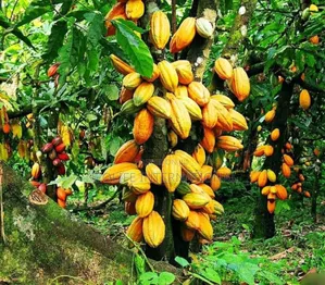 Super Gro Organic Fertilizer