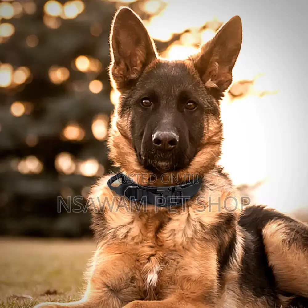 Nylon Tactical Collar With Metal Buckle