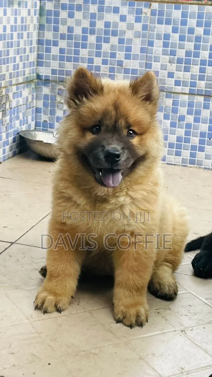 1-3 months Male Purebred Chow Chow