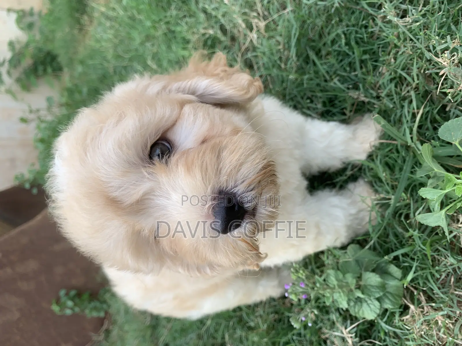 1-3 months Female Purebred Poodle