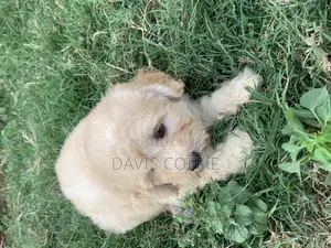 1-3 months Female Purebred Poodle