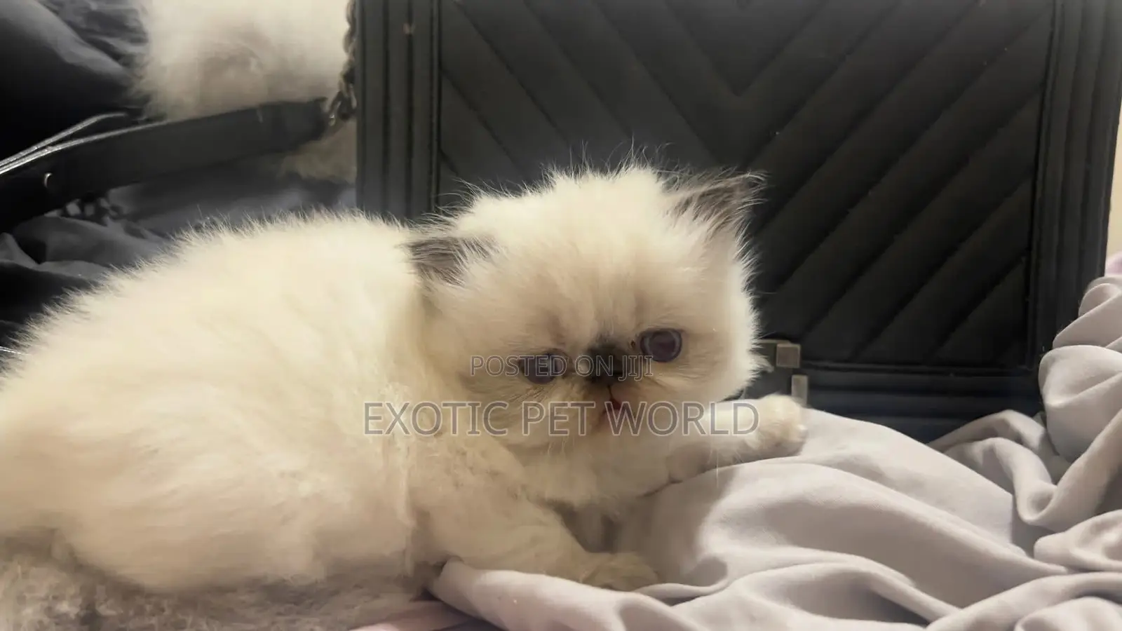 1-3 months Female Purebred Persian