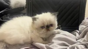 1-3 months Female Purebred Persian