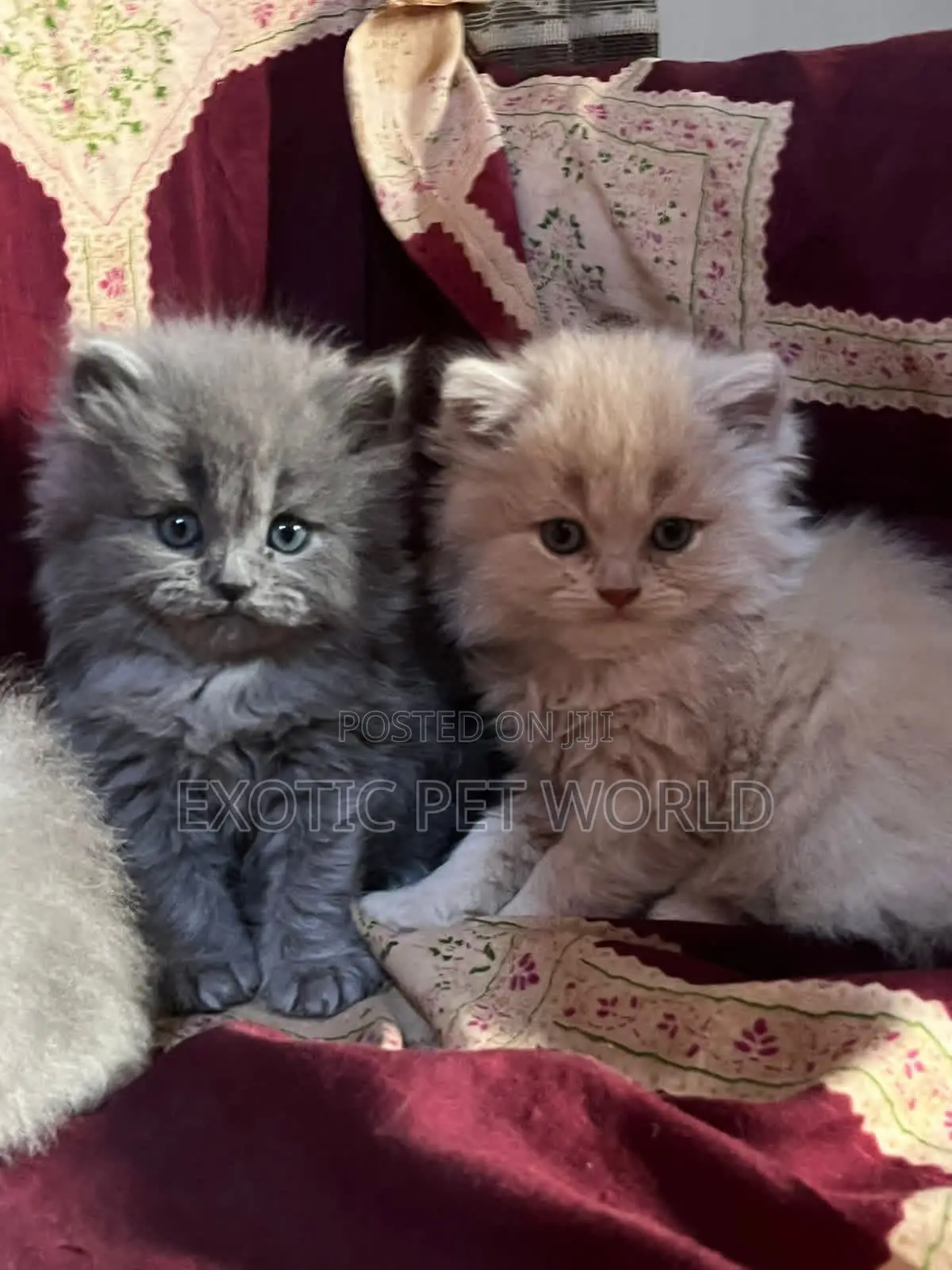 1-3 months Female Purebred Persian