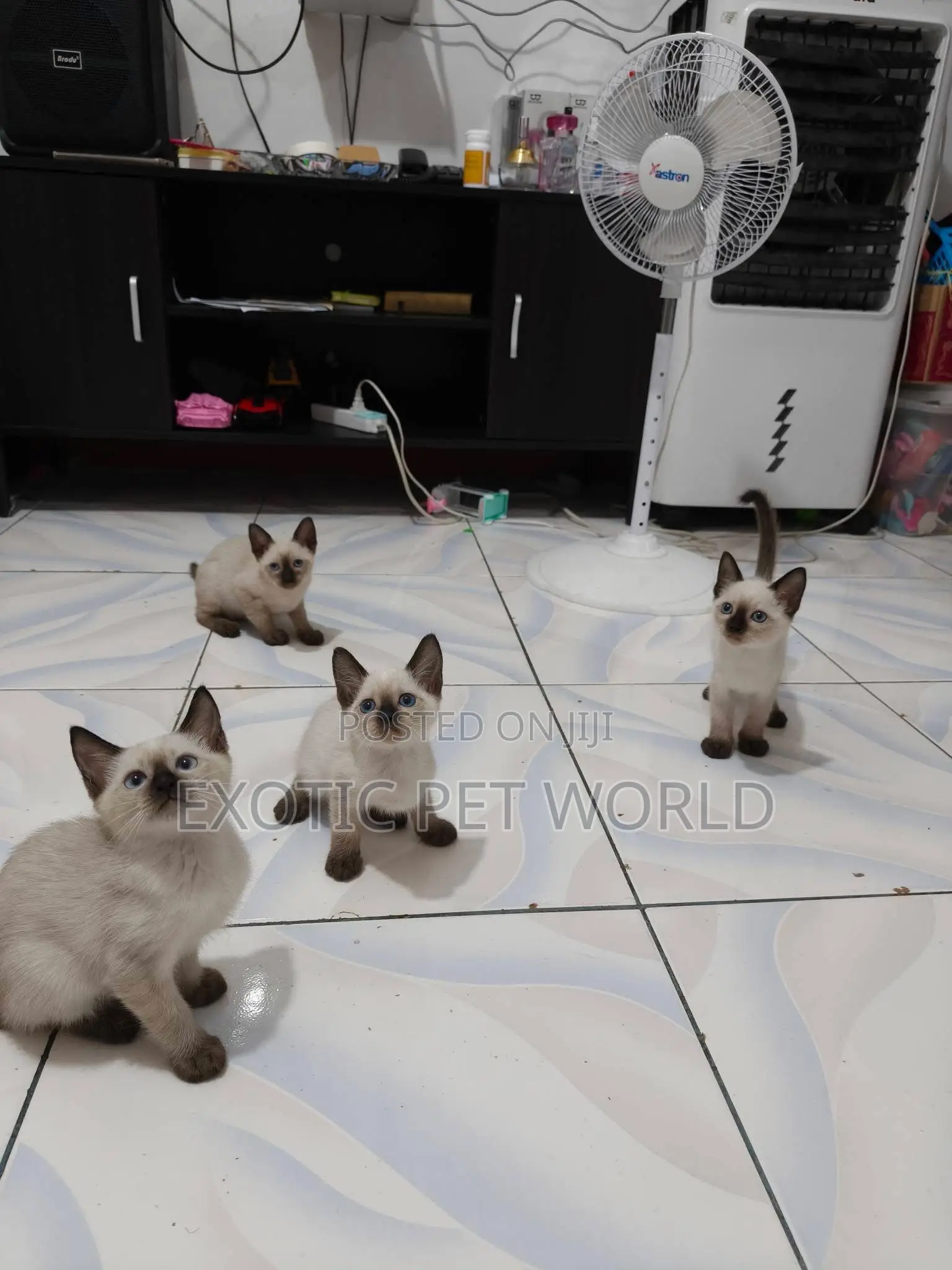 1-3 months Female Purebred Siamese
