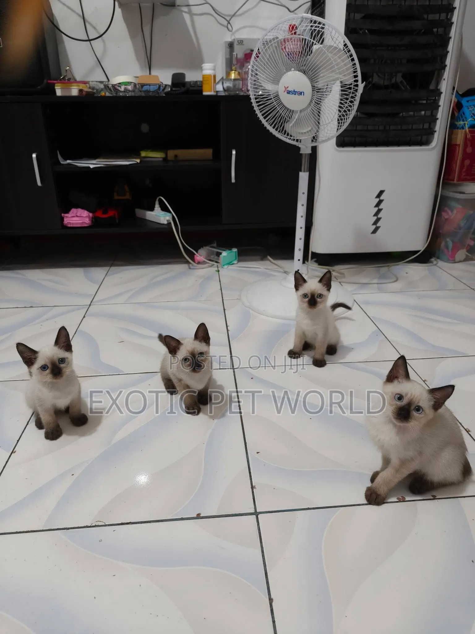 1-3 months Female Purebred Siamese