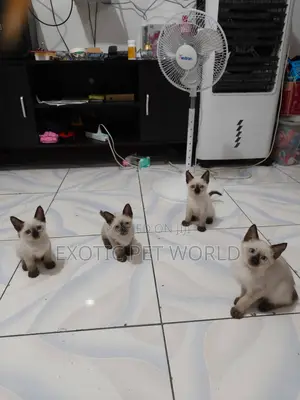 1-3 months Female Purebred Siamese