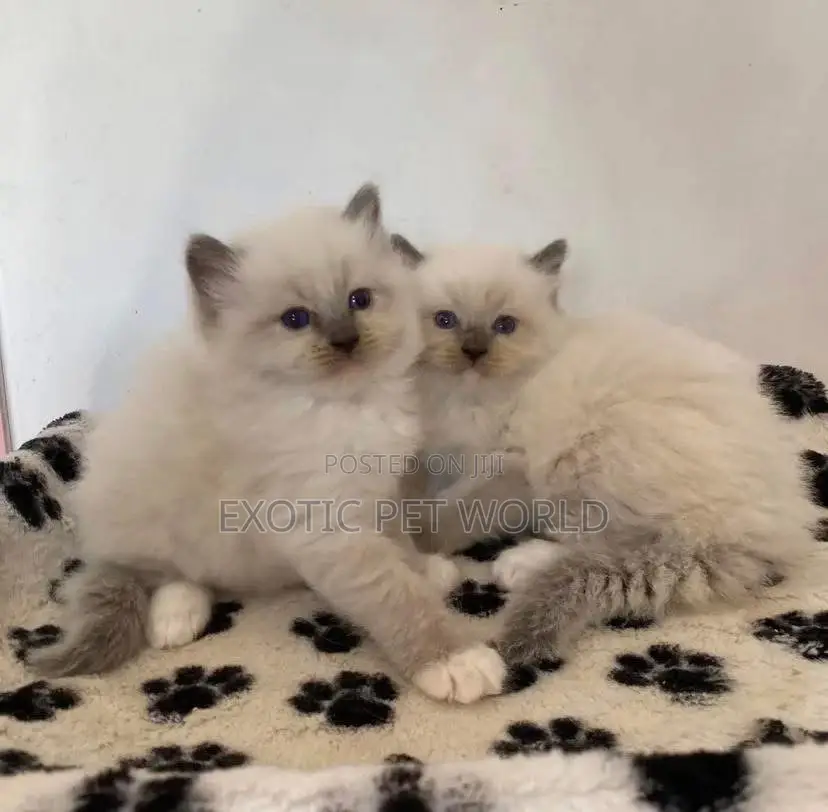 0-1 month Female Purebred Ragdoll