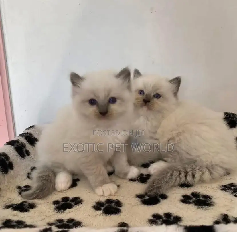 0-1 month Female Purebred Ragdoll
