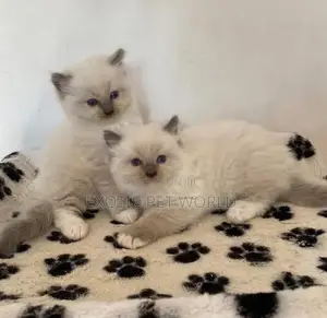 0-1 month Female Purebred Ragdoll