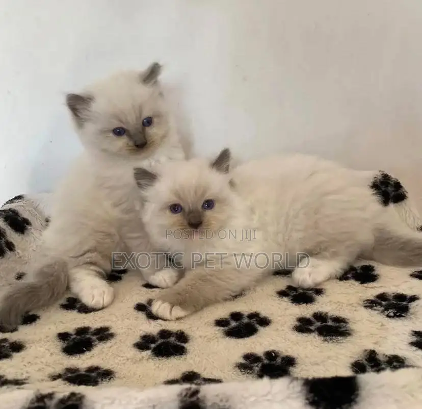 0-1 month Female Purebred Ragdoll
