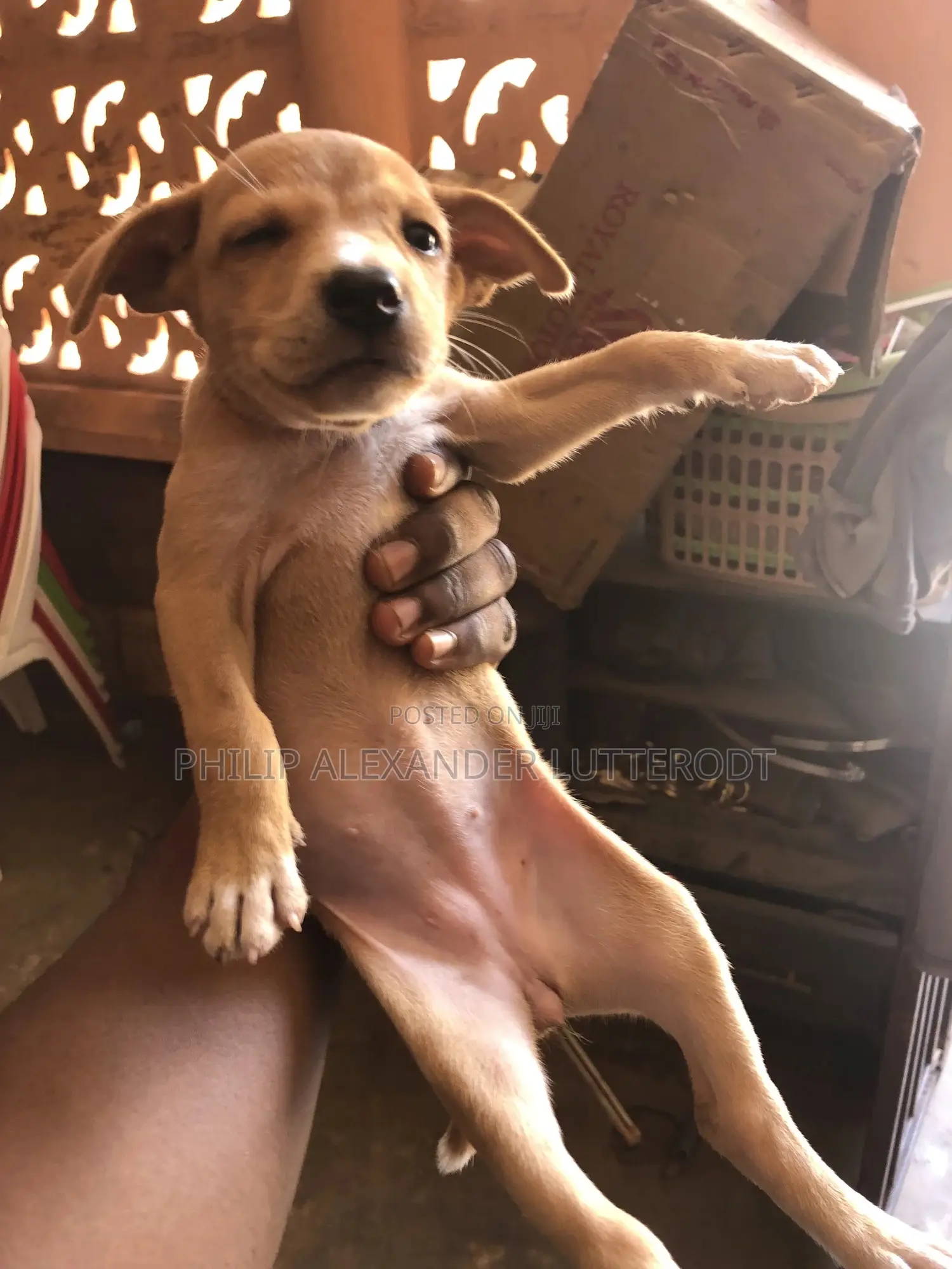 1-3 months Male Purebred Dog