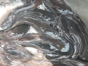 Fresh Catfish