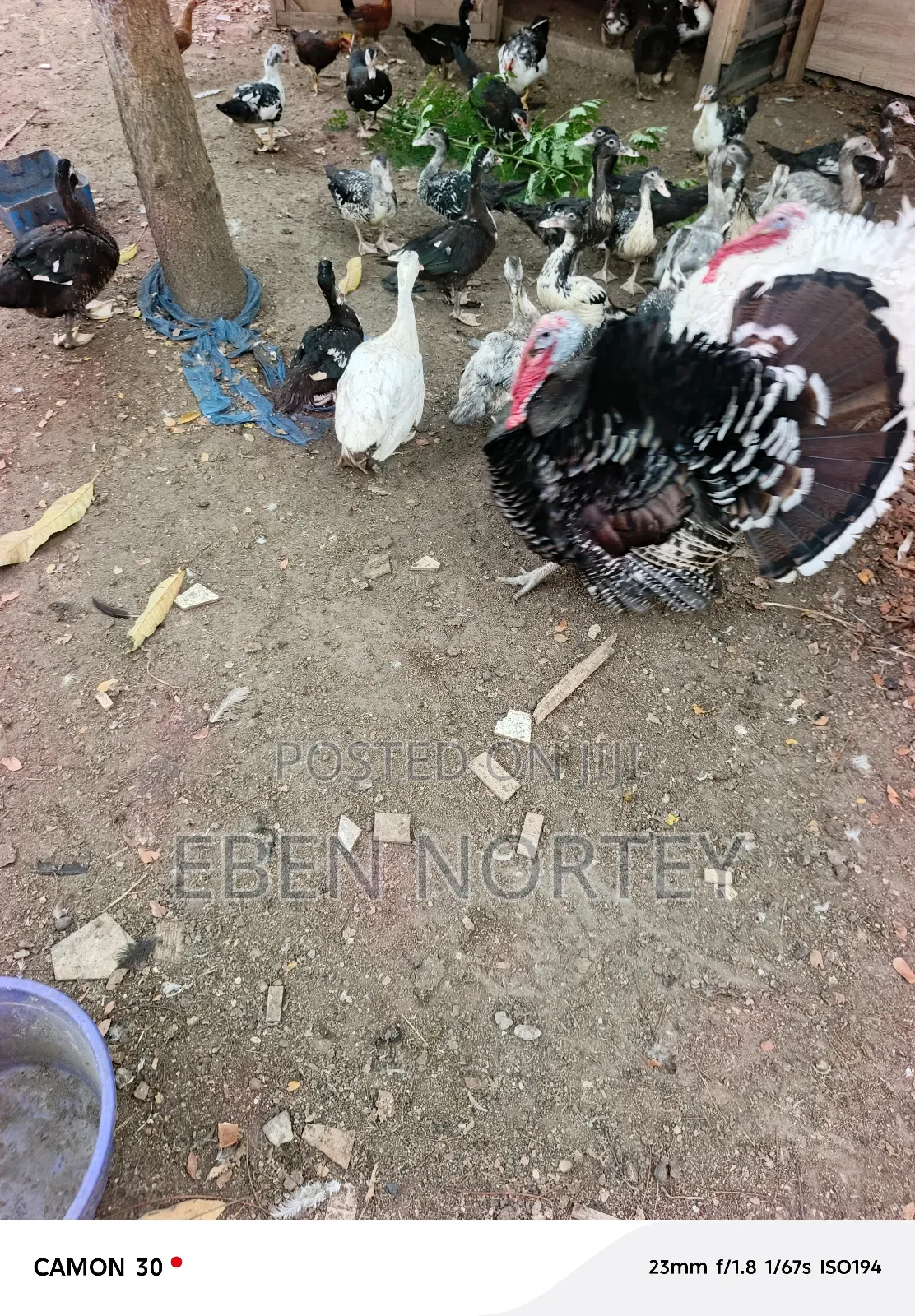 Mature and Young Ducks for Sale