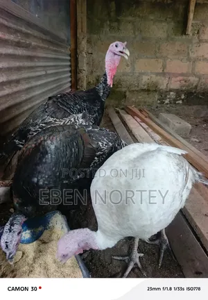 Mature and Young Ducks for Sale