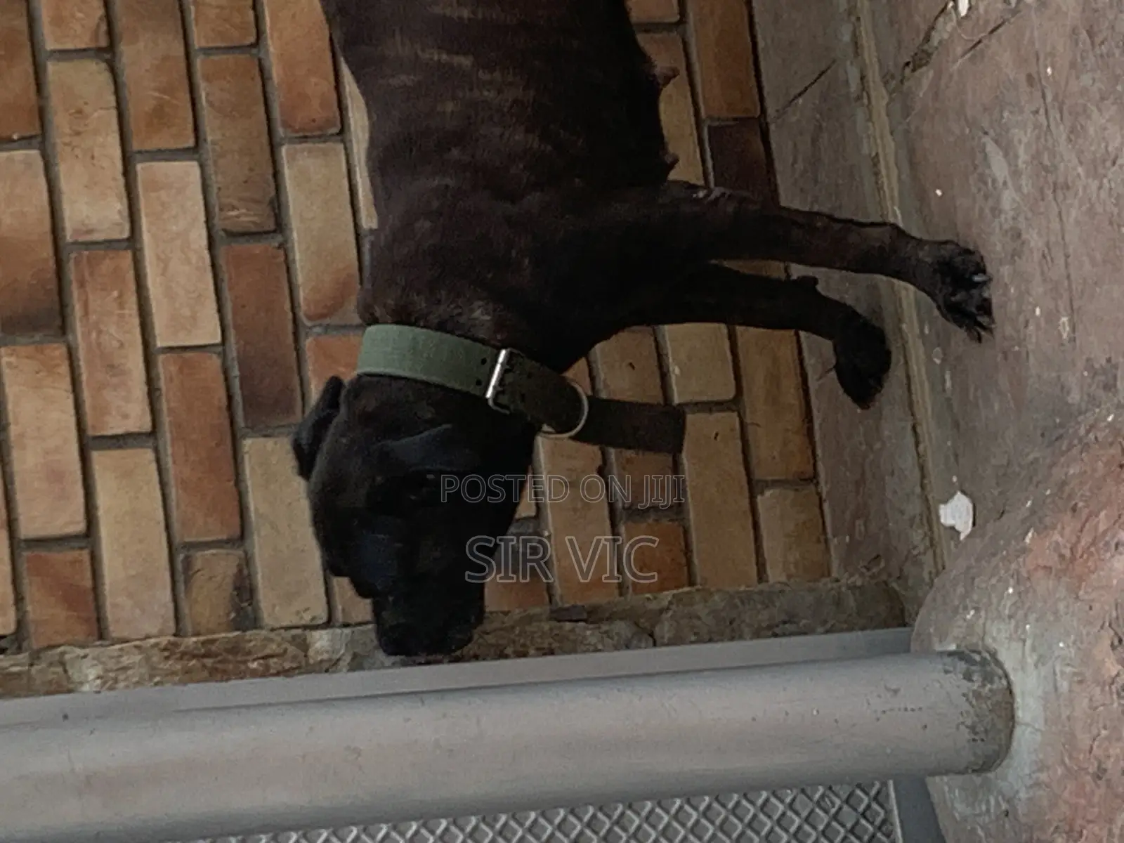 1+ year Female Purebred Boerboel