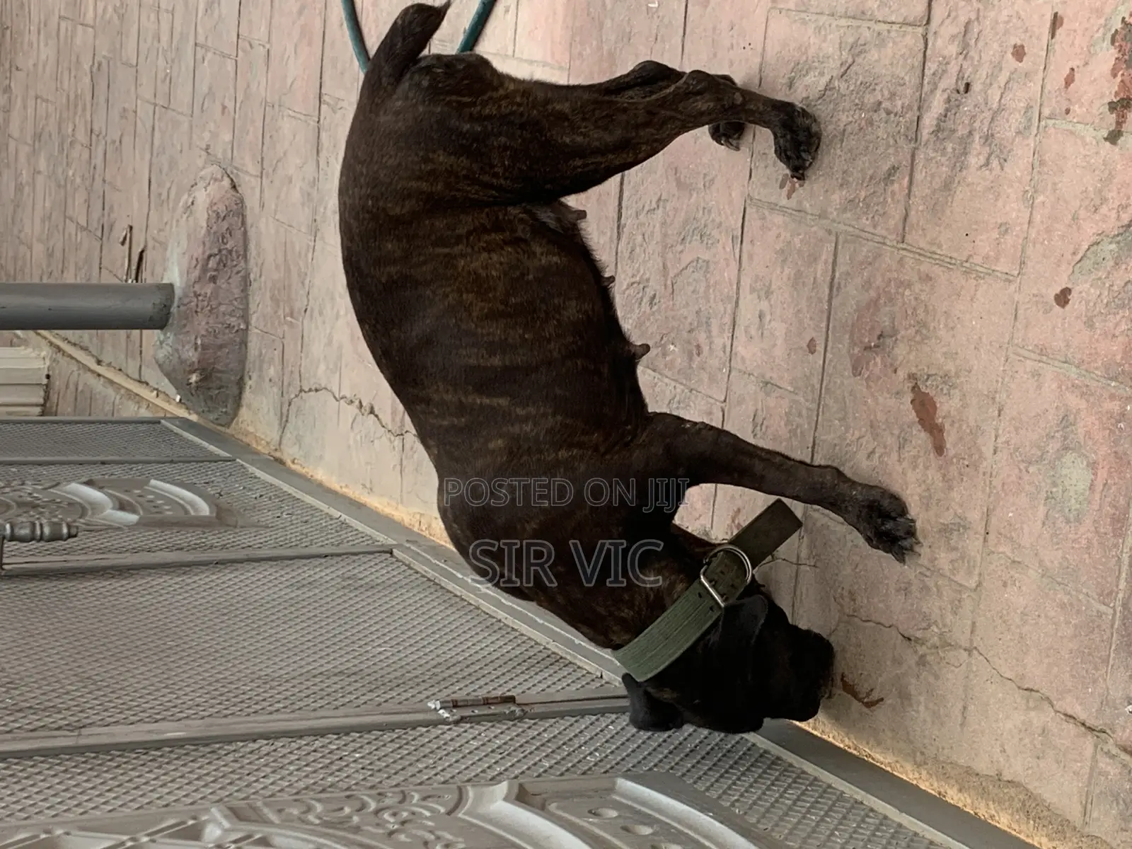 1+ year Female Purebred Boerboel