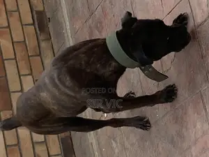 1+ year Female Purebred Boerboel