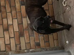 1+ year Female Purebred Boerboel