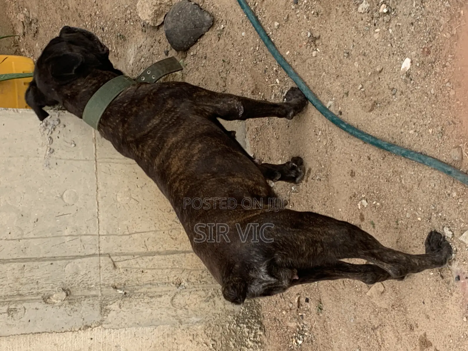 1+ year Female Purebred Boerboel