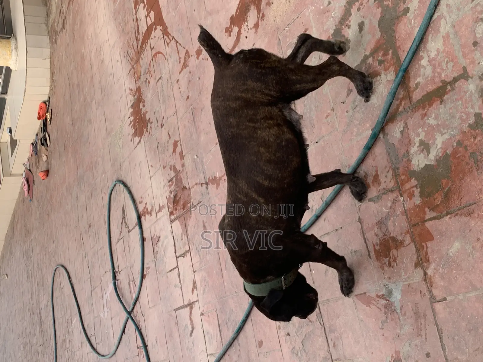 1+ year Female Purebred Boerboel