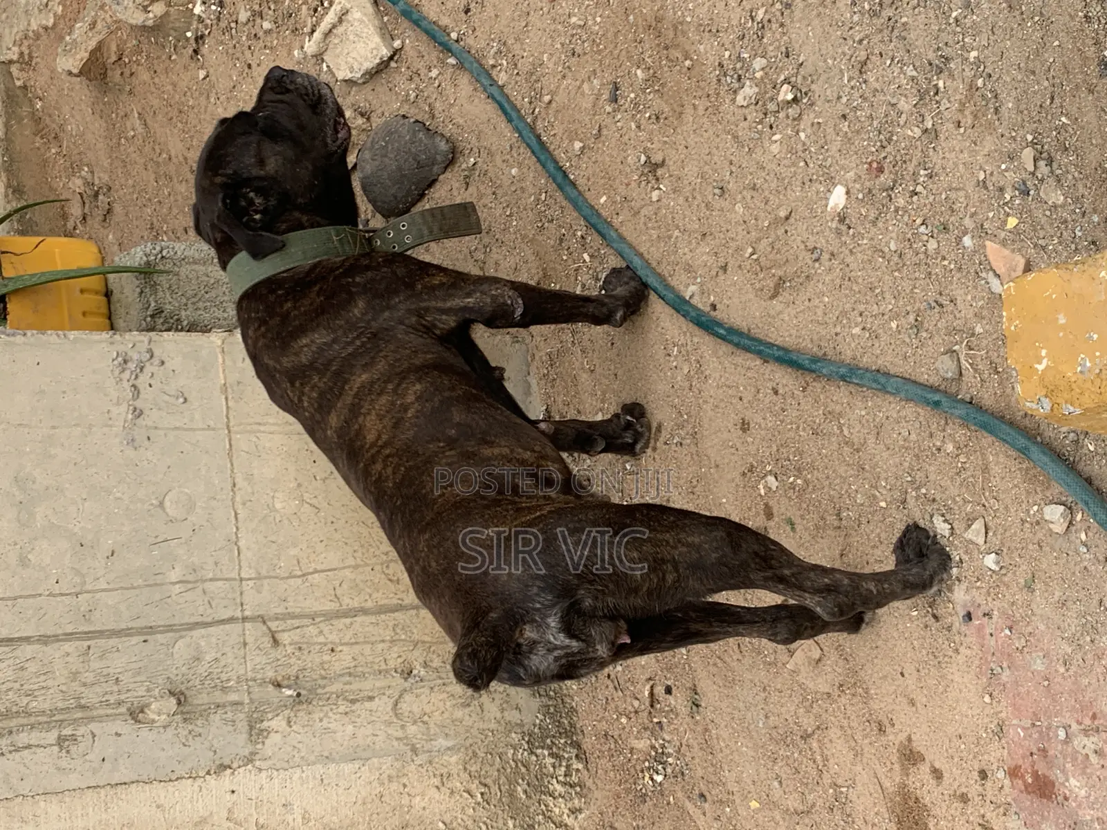 1+ year Female Purebred Boerboel