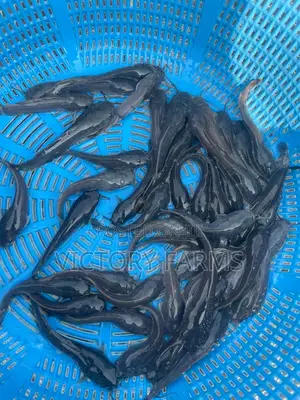 Fast Growing Catfish Fingerlings