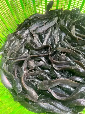 Healthy Fast-Shooters Catfish Fingerlings