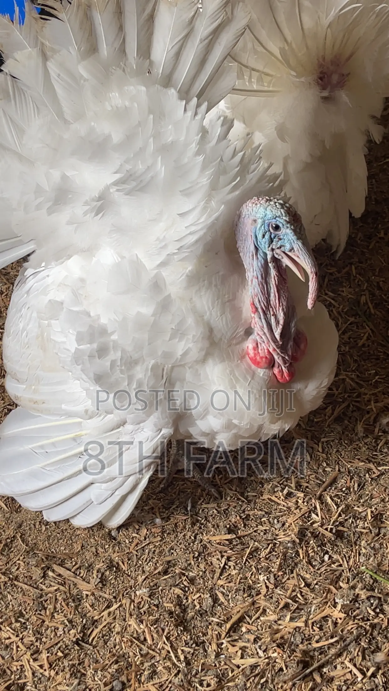 Matured Male Foreign Turkey