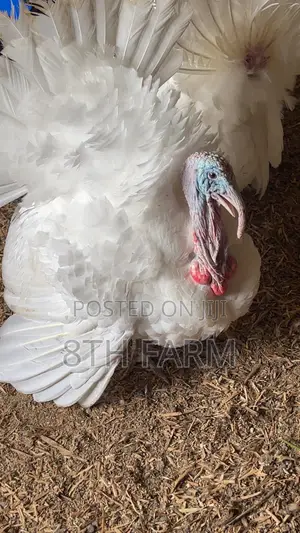 Matured Male Foreign Turkey