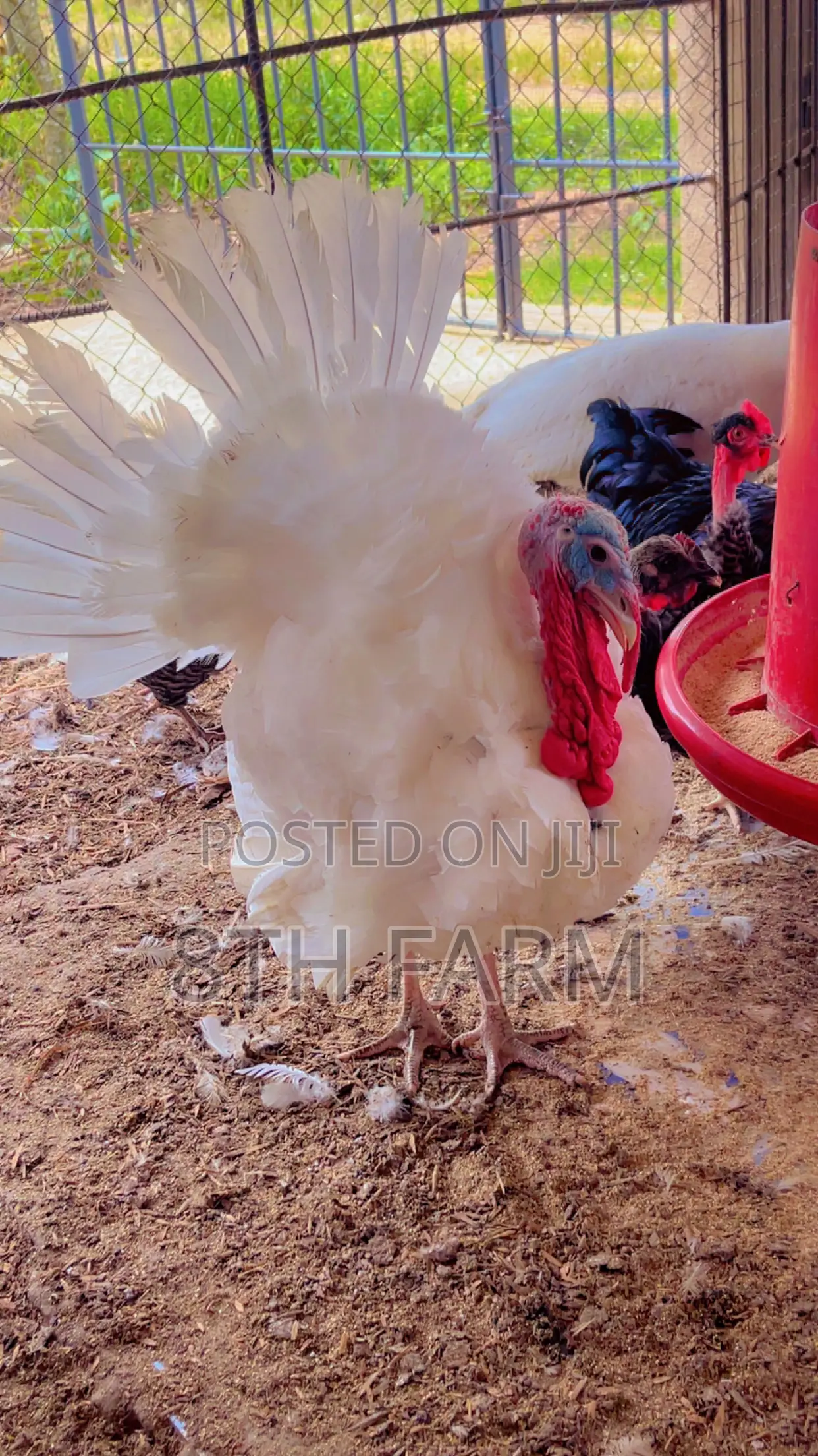 Matured Male Foreign Turkey