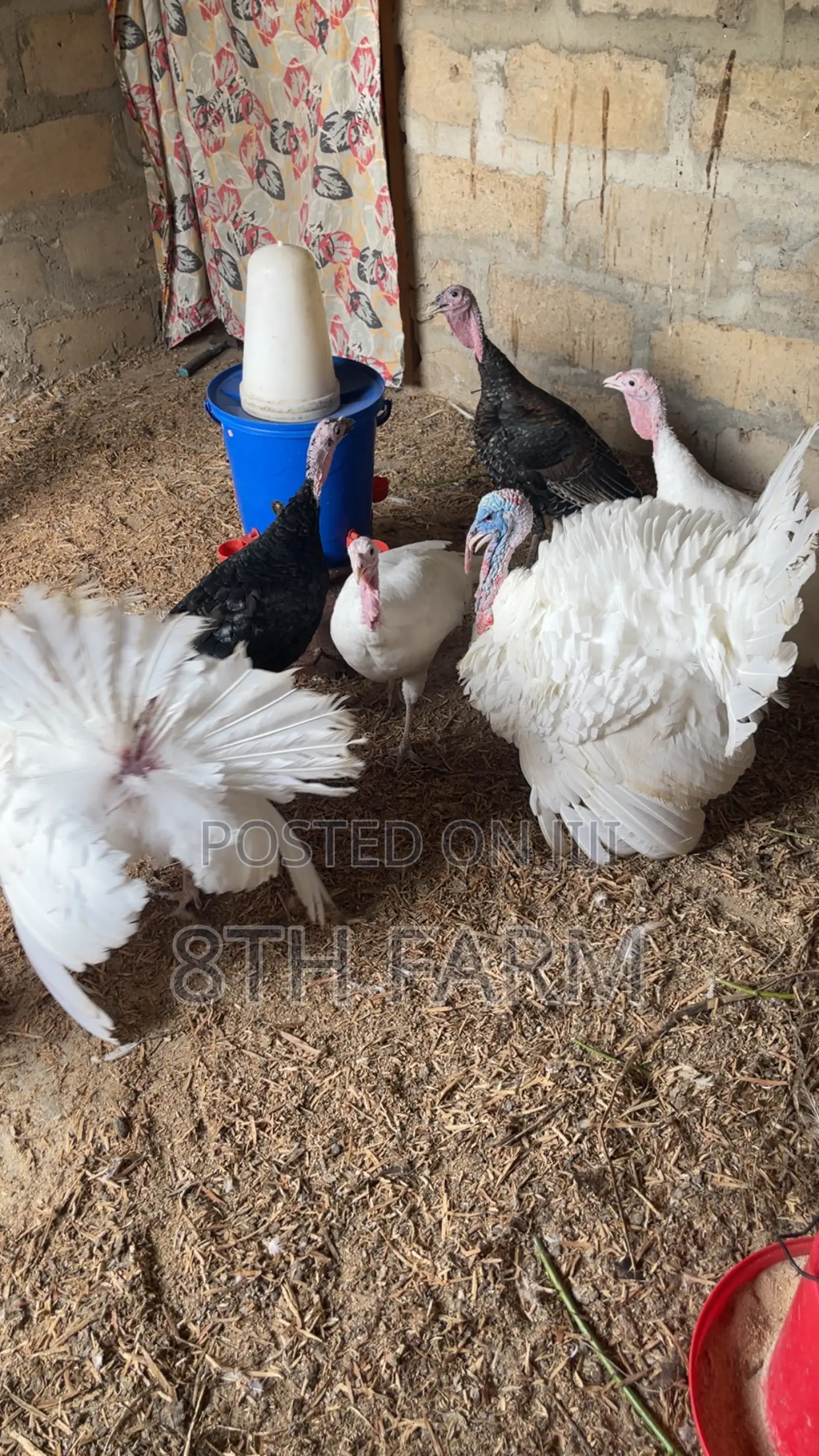 Matured Male Foreign Turkey